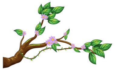 Beyaz arkaplan resimlerinde ağaç dalı izole edildi