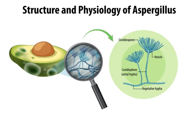 Structure Physiology Avocado Aspergillus Illustration — Archivo Imágenes Vectoriales