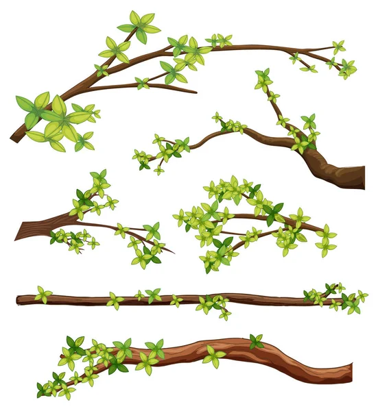 Sada Různých Větví Stromů Izolované Ilustrace — Stockový vektor