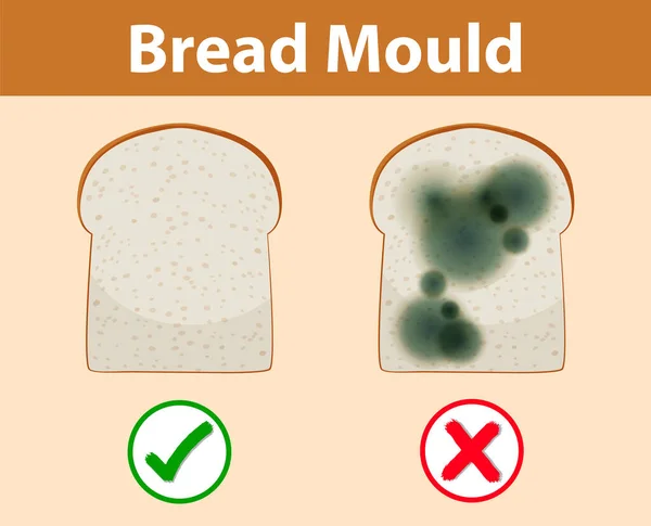 Ungenießbares Brot Mit Schimmelpilz — Stockvektor