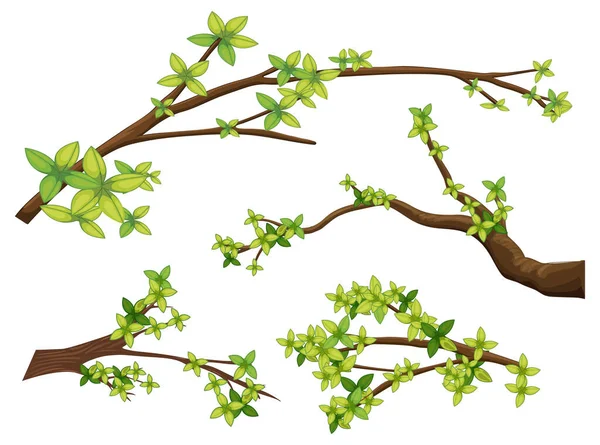 Set Different Tree Branches Isolated Illustration — Stok Vektör