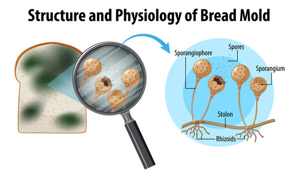 Structure and Physiology of Bread Mold illustration