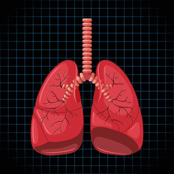 Human Internal Organ Lungs Illustration — Archivo Imágenes Vectoriales