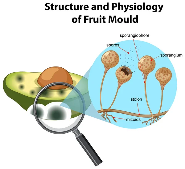 Structure Physiology Avocado Mold Illustration —  Vetores de Stock