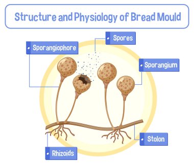 Ekmek Küf Çiziminin Yapısı ve Fizyolojisi