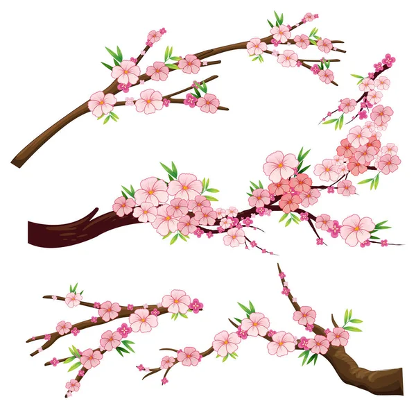 Cherry Blossom Branch Isolated Illustration — Image vectorielle