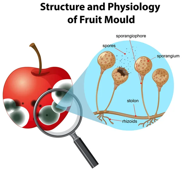 Структура Фізіологія Ілюстрації Плодової Форми — стоковий вектор