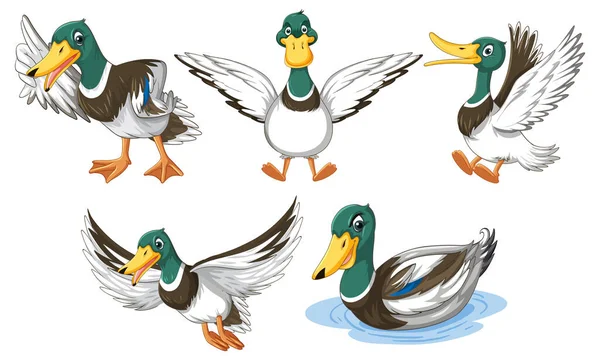 Set Duckling Doing Different Activities Illustration — Stock Vector