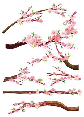 Cherry blossom branch isolated illustration