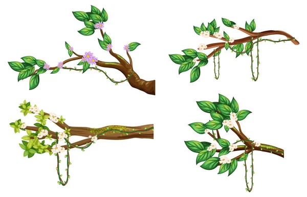 Kirschblütenzweig Isoliert Abbildung — Stockvektor