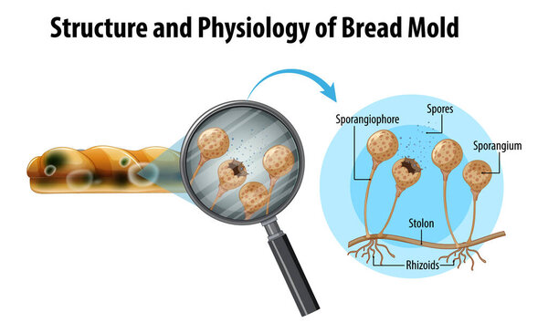 Structure and Physiology of Bread Mold illustration