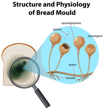 Ekmek Küf Çiziminin Yapısı ve Fizyolojisi