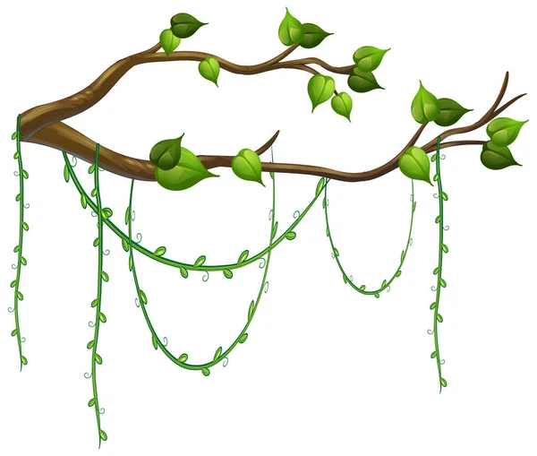 Tree Branch Liana Isolated Illustration —  Vetores de Stock