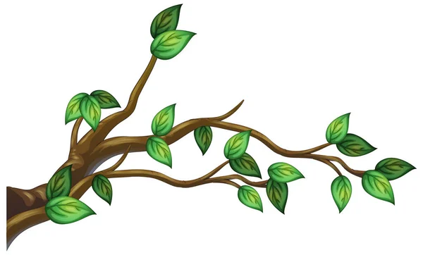 Branche Arbre Isolée Sur Fond Blanc Illustration — Image vectorielle