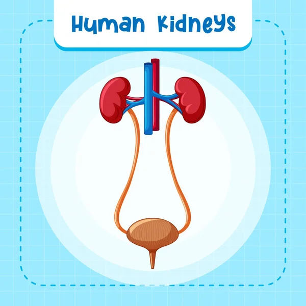 腎臓と膀胱のイラストを持つ人間の内臓 — ストックベクタ
