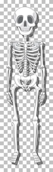 Human Skeleton Grid Background Illustration — ストックベクタ