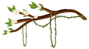 Kiraz çiçeği dalı izole edilmiş illüstrasyon