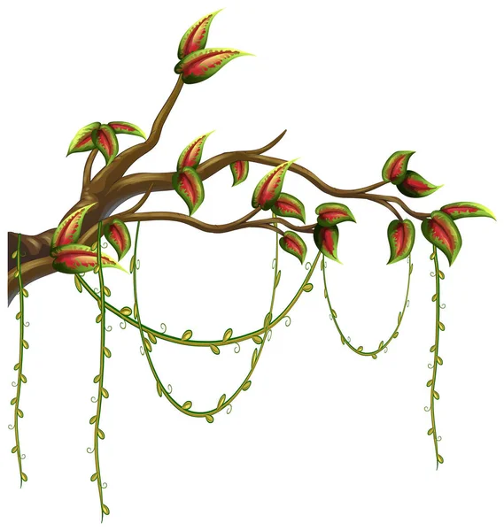 Tree Branch Liana Isolated Illustration — 图库矢量图片