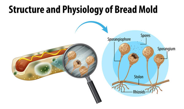 structure and physiology of bread mold illustration