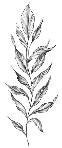 Pencil Style Drawith Branch Leaves Illustration —  Fotos de Stock