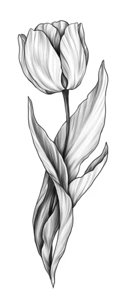 Tulip Flower Graphic Tattoo Design Illustration — Stockfoto