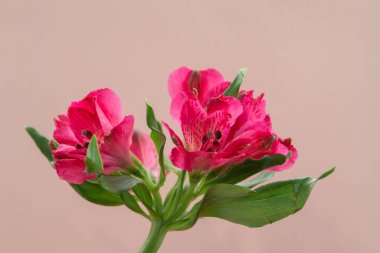 Pembe arka planda Magenta çiçeği