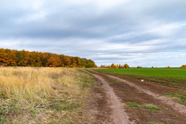 turuncu sonbahar yaprakları bulutlu gökyüzüne karşı, doğa duvar kağıdı