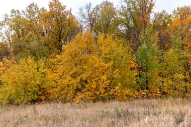 turuncu sonbahar yaprakları bulutlu gökyüzüne karşı, doğa duvar kağıdı