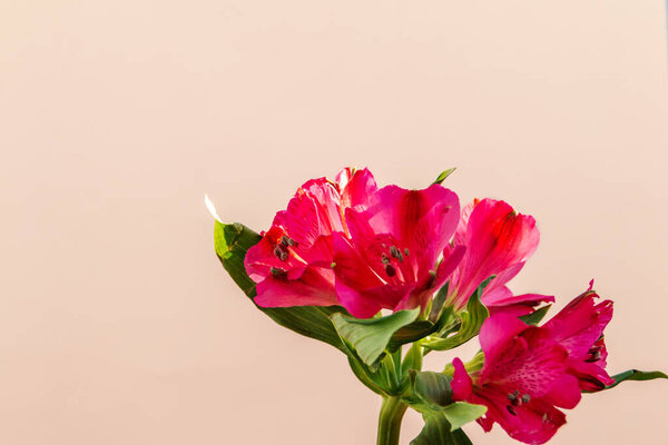 Magenta flower against pink background