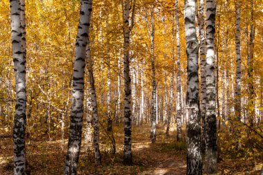 turuncu sonbahar ağaçları bulutlu gökyüzüne karşı, doğa duvar kağıtları