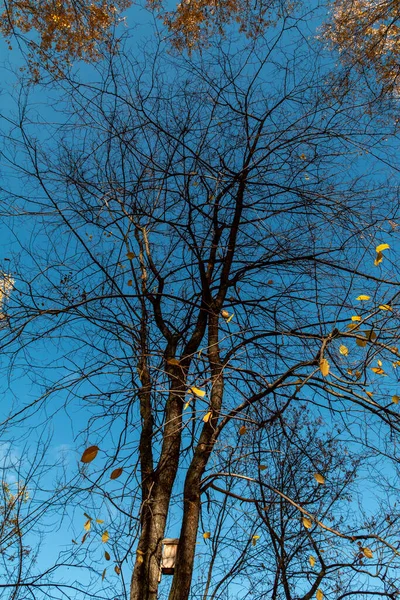 Árboles Otoño Amplia Vista Angular Contra Cielo Azul —  Fotos de Stock