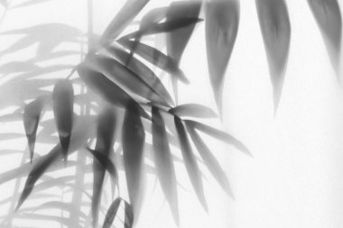 Görüntü bulanık. Palmiye yapraklarının sisli efekti. Arka planda buzlu camlar var.  