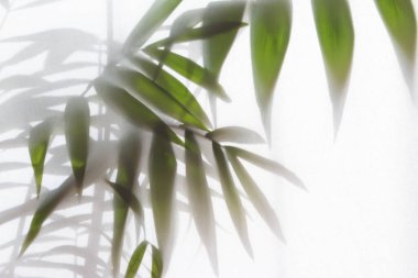 Bulanık palmiye yapraklarının sisli etkisi arkadaki buzlu camların arkasında.  