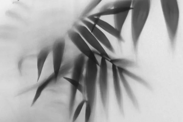 Nebeleffekt Von Verschwommenen Palmblättern Silhouetten Hinter Milchglas Mit Hintergrundbeleuchtung Stockbild
