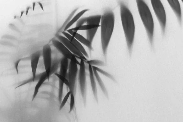 Mist Effect Van Wazig Palmblad Silhouetten Achter Matglas Met Achtergrondverlichting Rechtenvrije Stockafbeeldingen