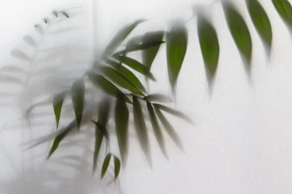 Efecto Niebla Siluetas Hojas Palma Borrosas Detrás Vidrio Esmerilado Con —  Fotos de Stock