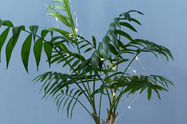 Potted Palm Met Bloemenslinger Verlichting Alternatieve Kerstboom Concept — Stockfoto