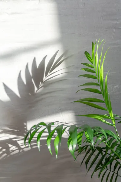 Hoja Palma Sobre Fondo Texturizado Gris Con Sombra Profunda Luz —  Fotos de Stock