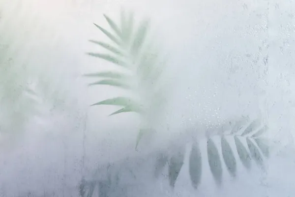 Palmblätter Hinter Milchglas Stockfoto