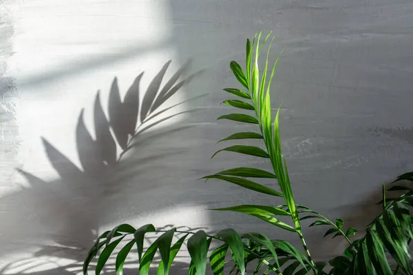 Hoja Palma Sobre Fondo Texturizado Gris Con Sombra Profunda Luz —  Fotos de Stock