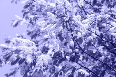 İlkbaharda çiçek açan ağaç, güneş ışığıyla donatılmış doğa arka planı, mor tonlarda.