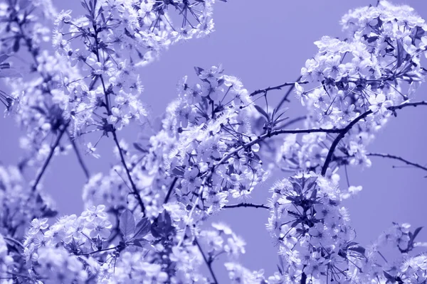 Kvetoucí Strom Jaře Květinami Přírodní Pozadí Slunečním Světlem Bokeh Tónované — Stock fotografie