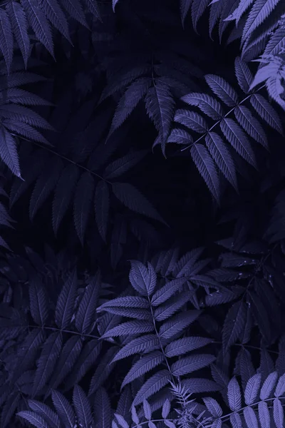 Natur Hintergrund Mit Blättern Lila Getönt lizenzfreie Stockfotos