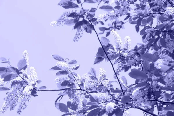 Kvetoucí Strom Jaře Květinami Přírodní Pozadí Slunečním Světlem Bokeh Tónované — Stock fotografie