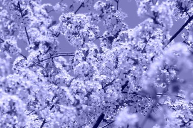 İlkbaharda çiçek açan ağaç, güneş ışığıyla donatılmış doğa arka planı, mor tonlarda.