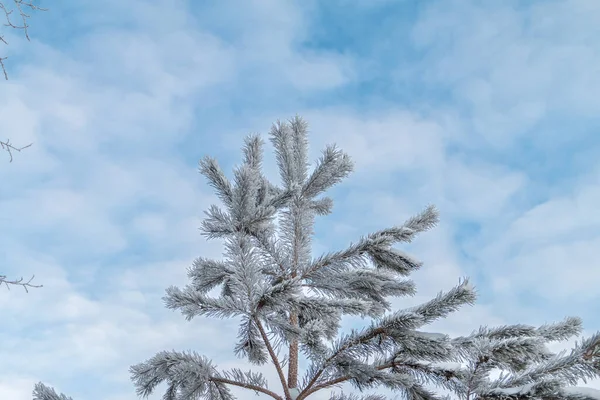 Ramas Pino Cubiertas Nieve — Foto de Stock