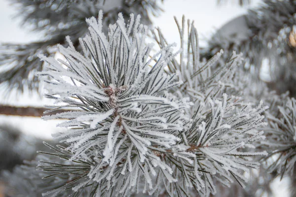 雪に覆われた松の枝 — ストック写真