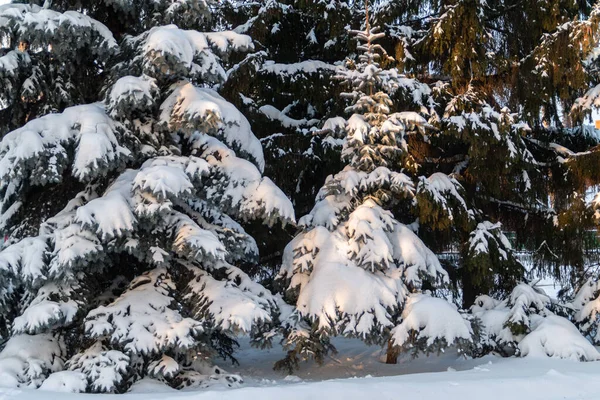 Sosna Pokryta Śniegiem Nasłonecznieniem — Zdjęcie stockowe