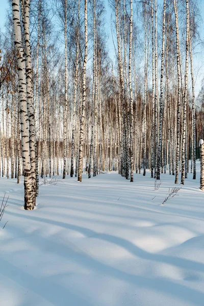 太陽の光と抽象的な影を持つ冬の森 — ストック写真