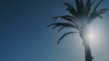 Güneşli bir günde palmiye ağaçlarının alçak açılı görüntüleri. Açık mavi gökyüzüne karşı palmiye ağaçları. Tropikal alanlar kavramı. Rüzgarda sallanan hindistan cevizi ağaçları. Bir arkaplan resmi için mükemmel.